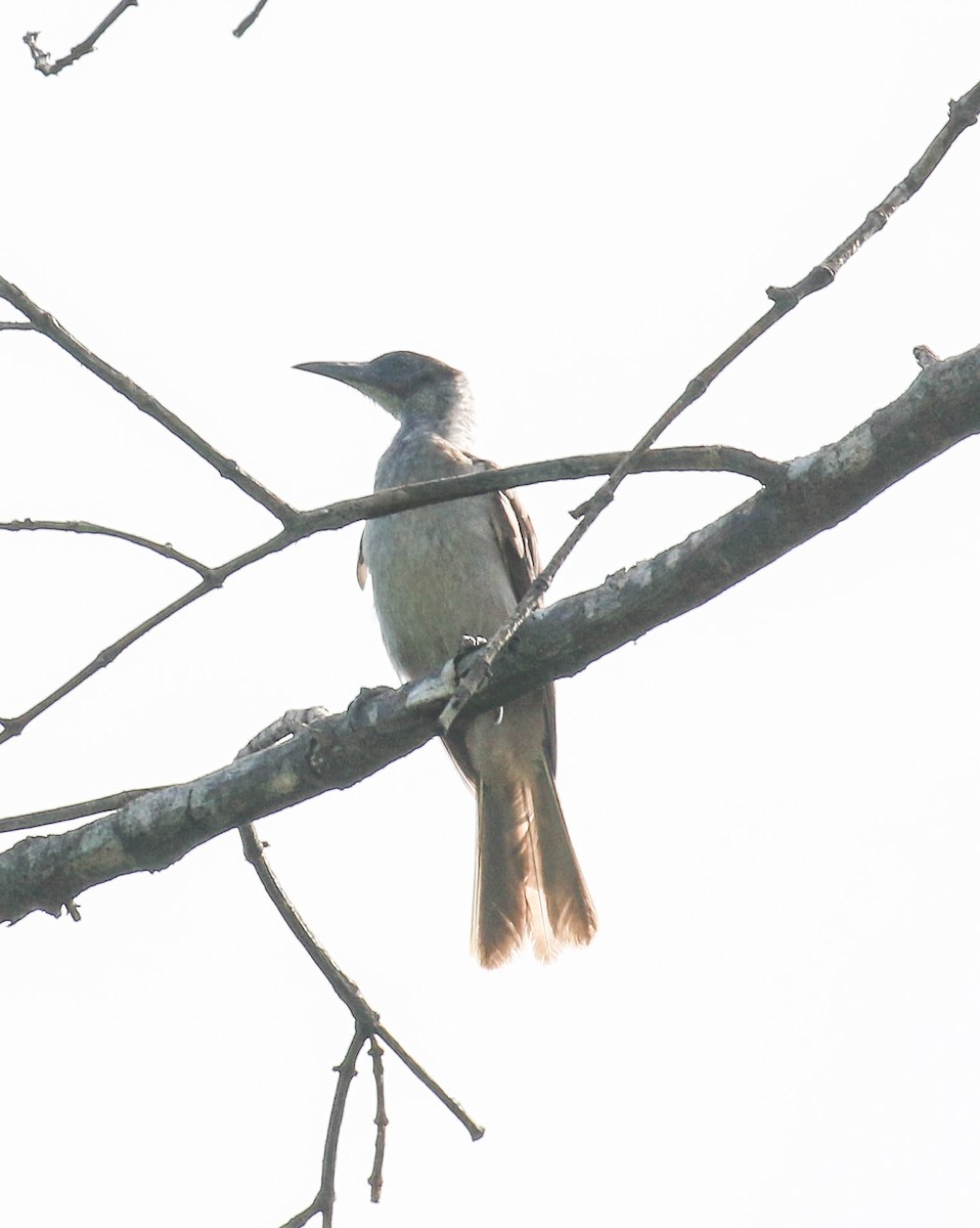 New Britain Friarbird - ML175708721