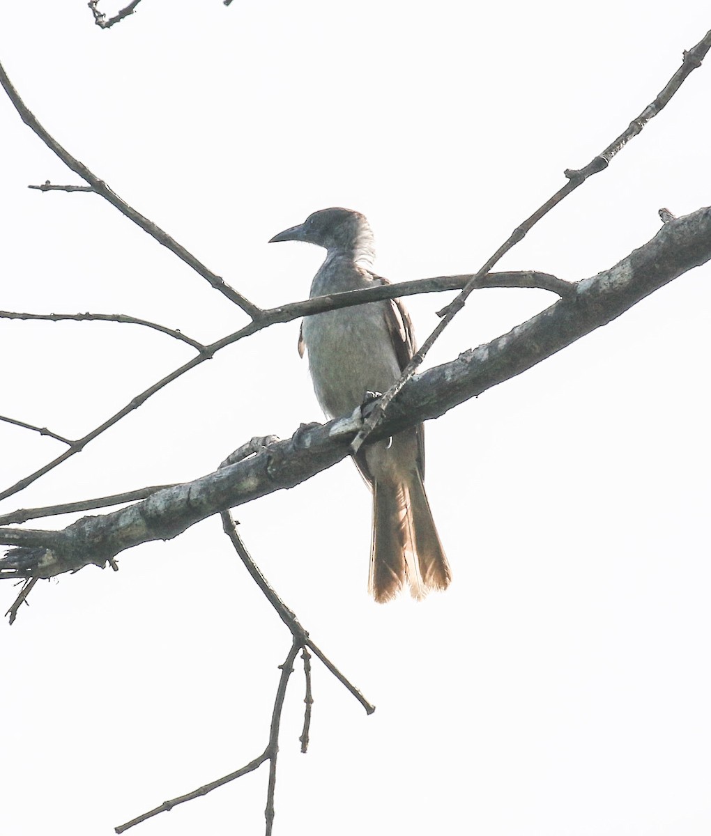 New Britain Friarbird - ML175708731