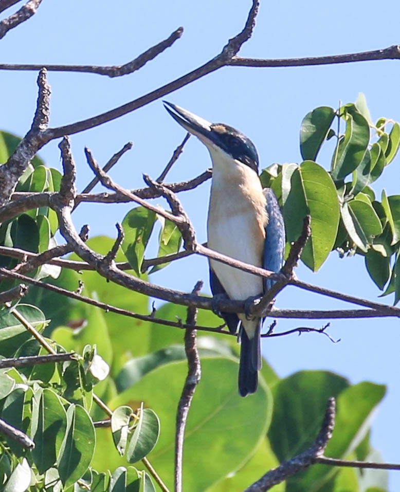 Melanesian Kingfisher - ML175708991