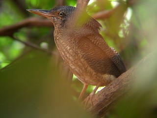 Adult - Zigzag Heron