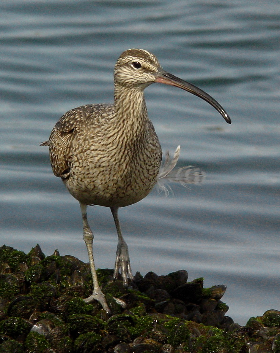 Whimbrel - Ed Thomas