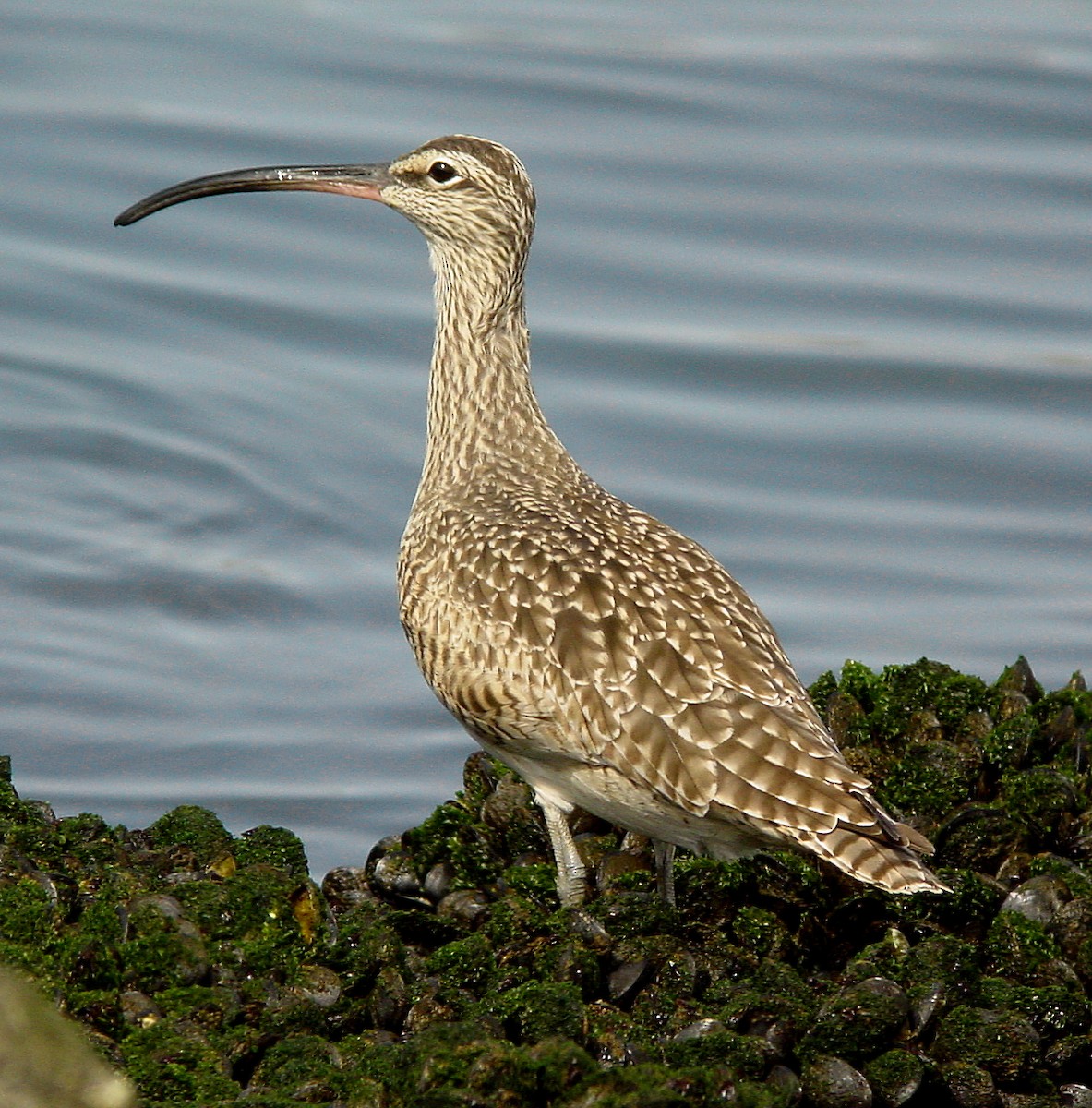 Whimbrel - Ed Thomas