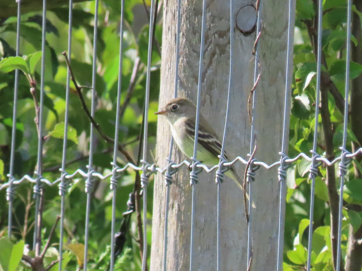 Least Flycatcher - Debbie van Zyl