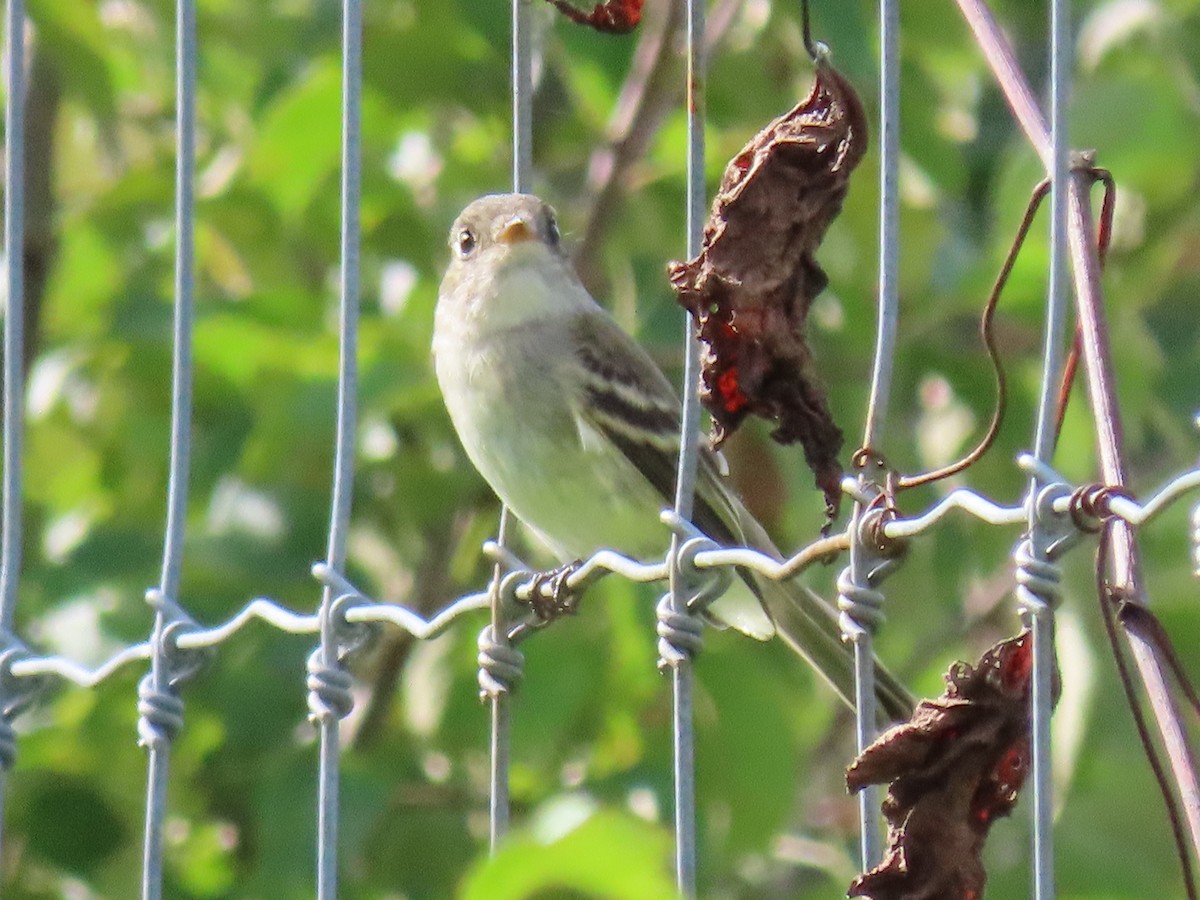 Least Flycatcher - Debbie van Zyl