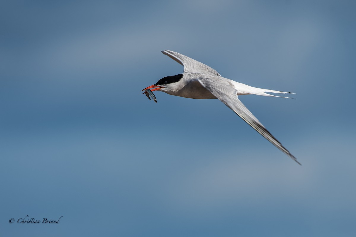Common Tern - Christian Briand