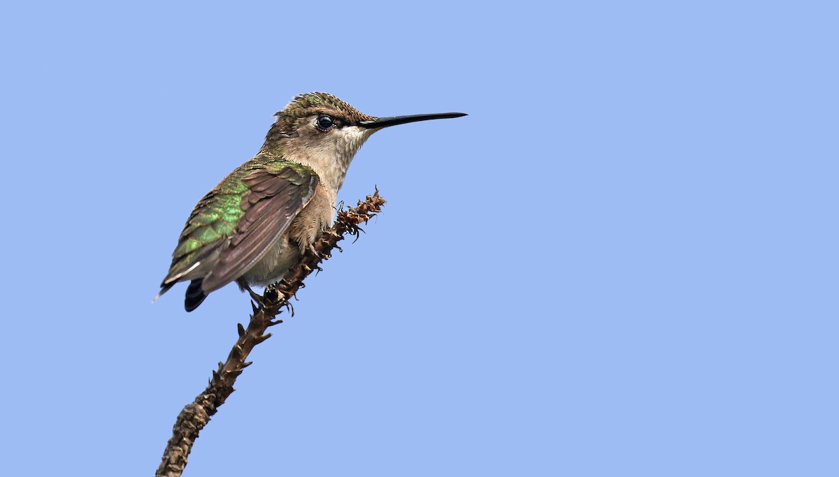 Ruby-throated Hummingbird - Ryan Schain