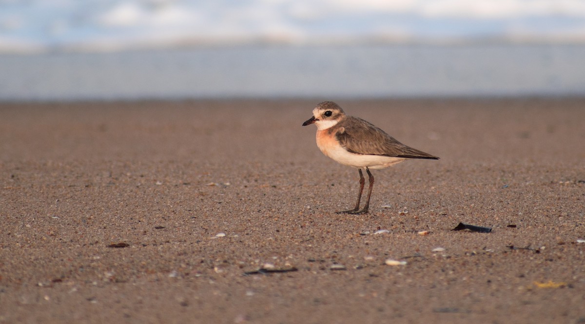 Tibetan Sand-Plover - ML175716751