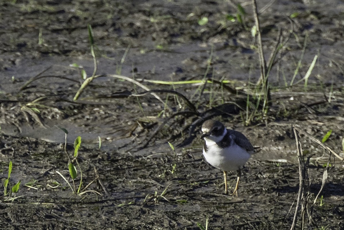 Semipalmated Plover - ML175716771