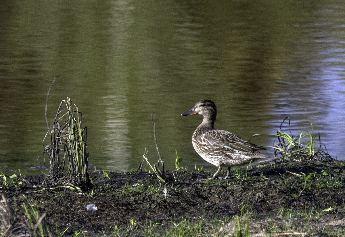 Green-winged Teal - ML175716821