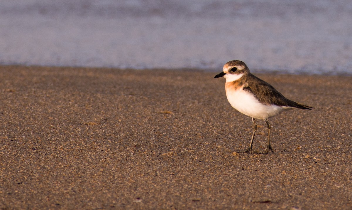 Tibetan Sand-Plover - ML175716831