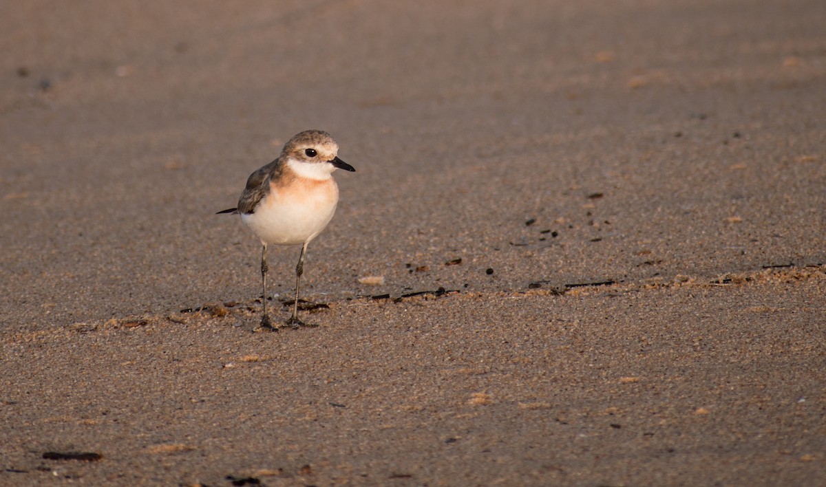 Tibetan Sand-Plover - ML175717001