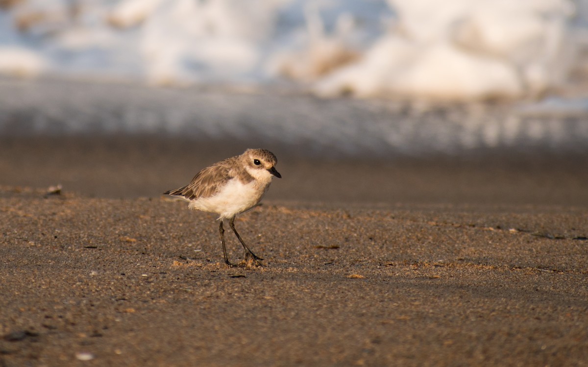 Tibetan Sand-Plover - Sreehari K Mohan