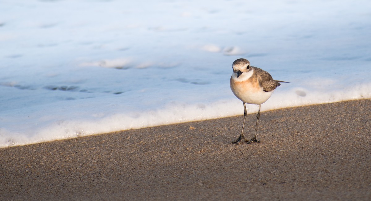 Tibetan Sand-Plover - ML175717071