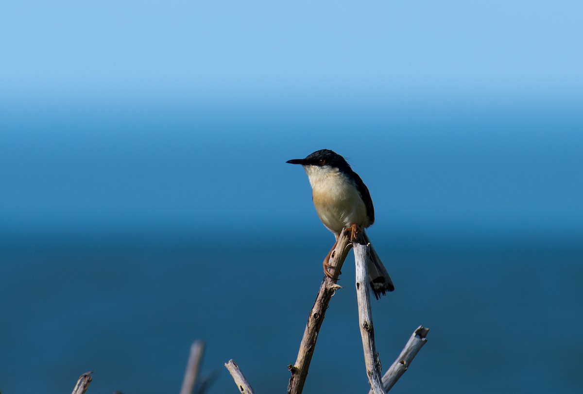 Ashy Prinia - ML175717471