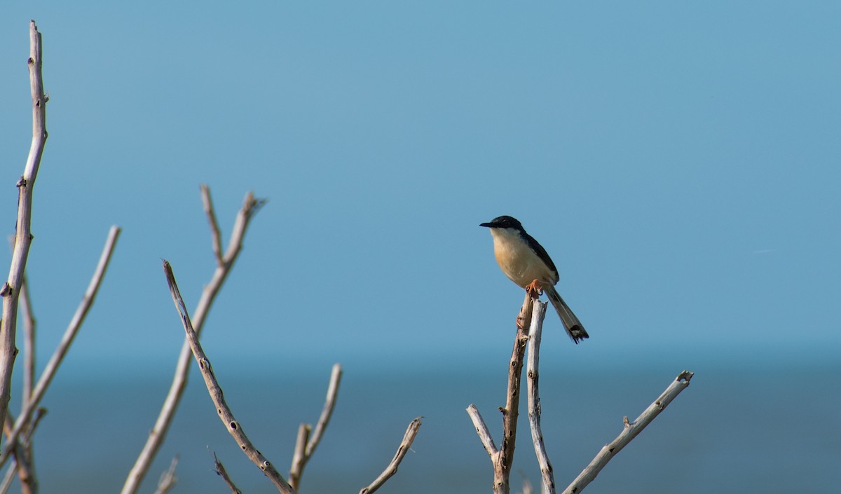 Ashy Prinia - ML175717521