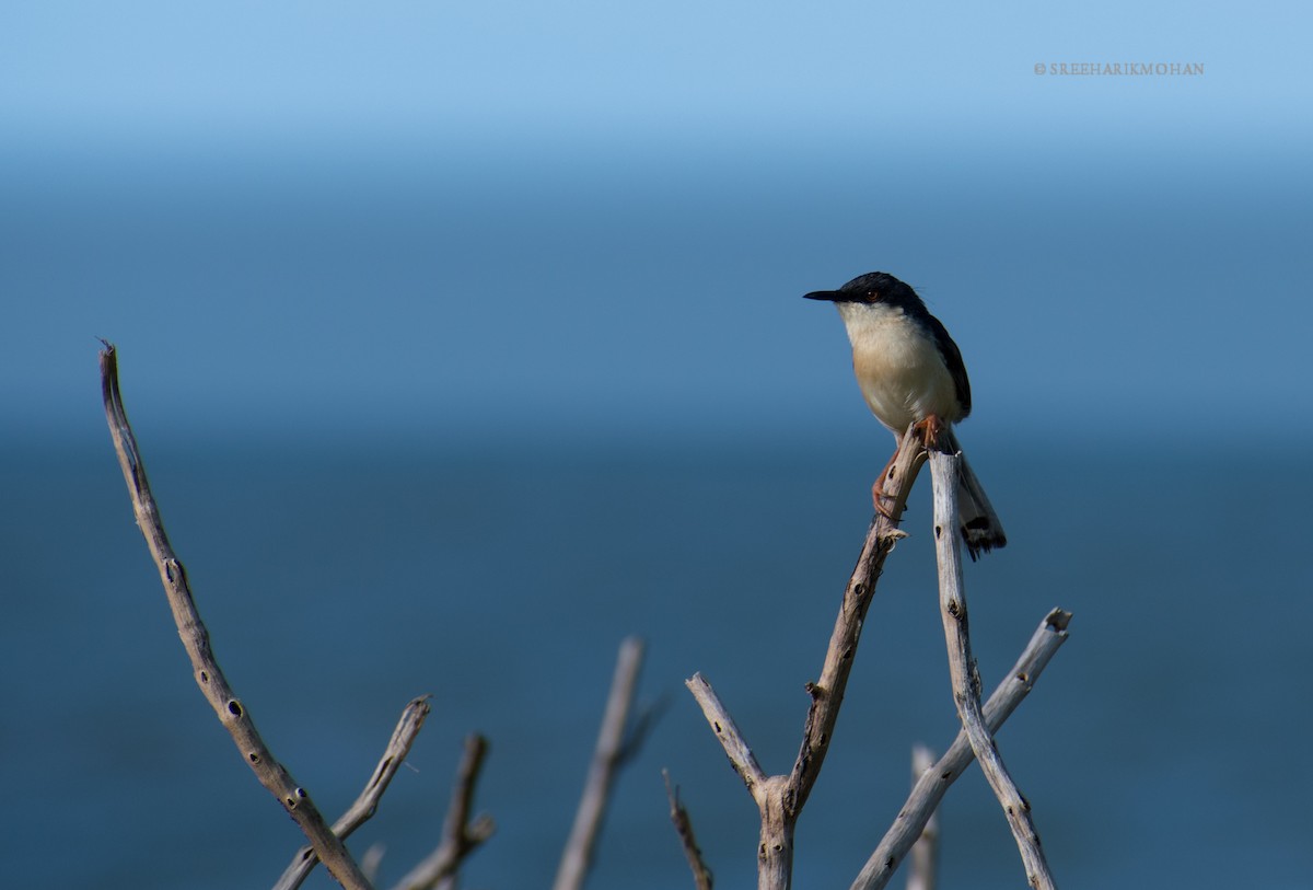 Ashy Prinia - ML175717581