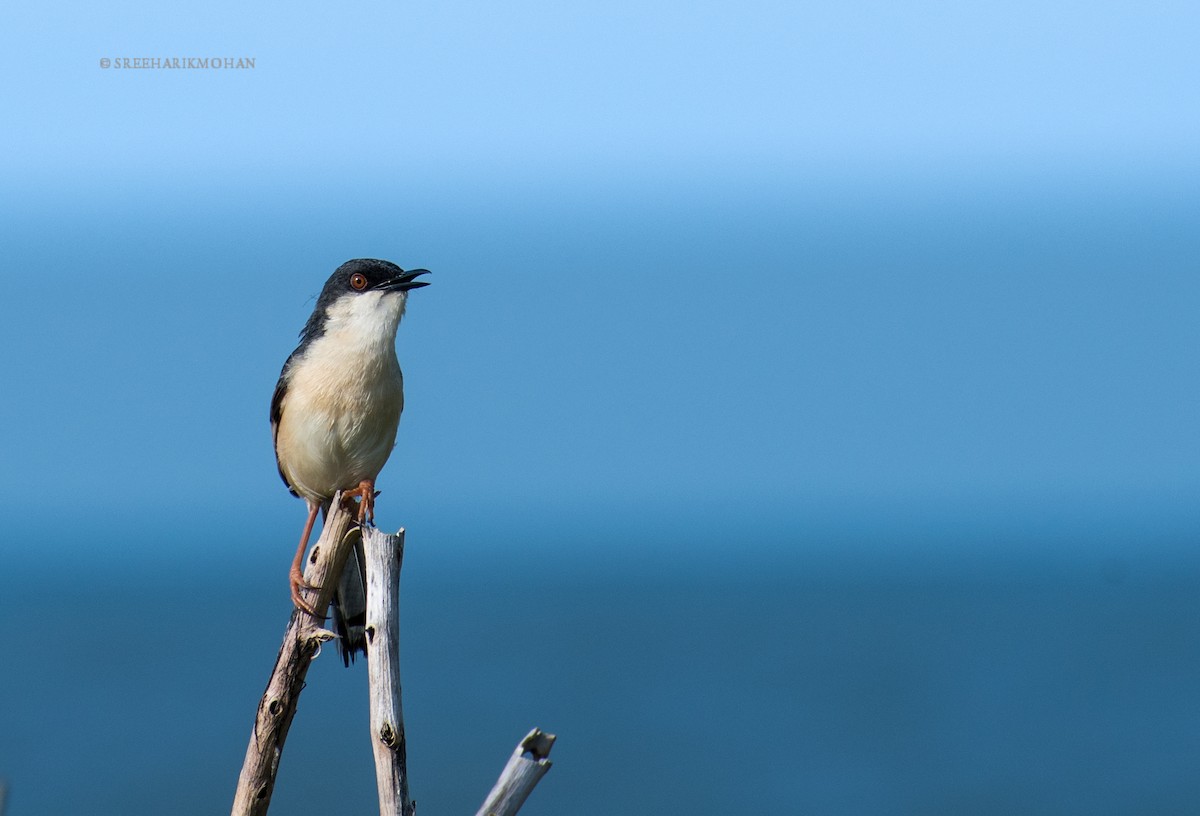 Ashy Prinia - ML175717651