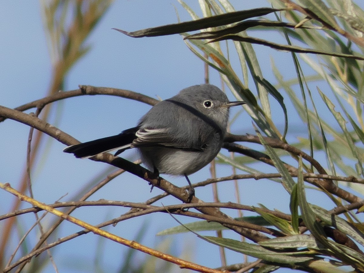 Blue-gray Gnatcatcher - ML175717871