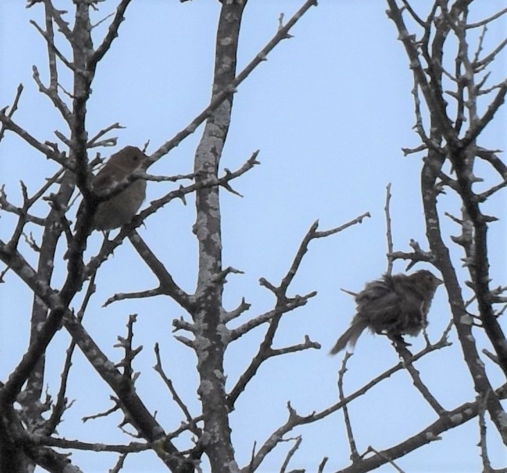 Indigo Bunting - ML175719871