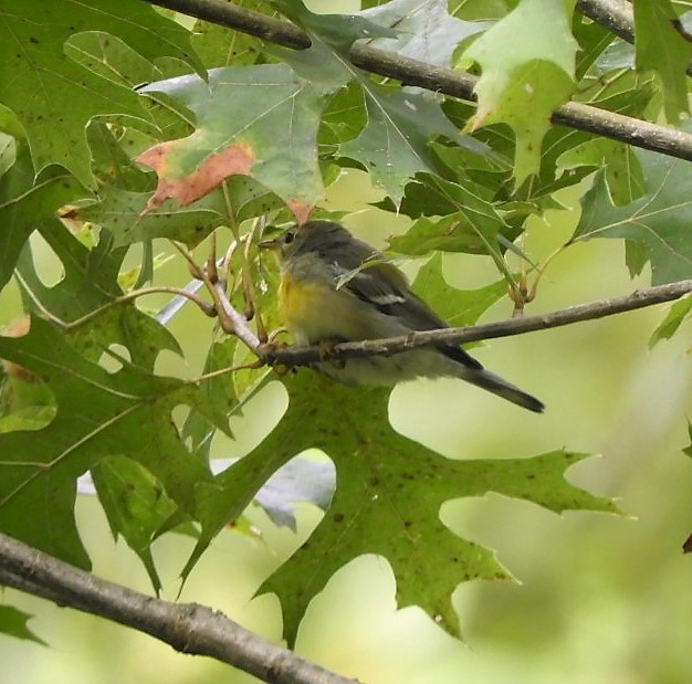 Northern Parula - Paul McKenzie