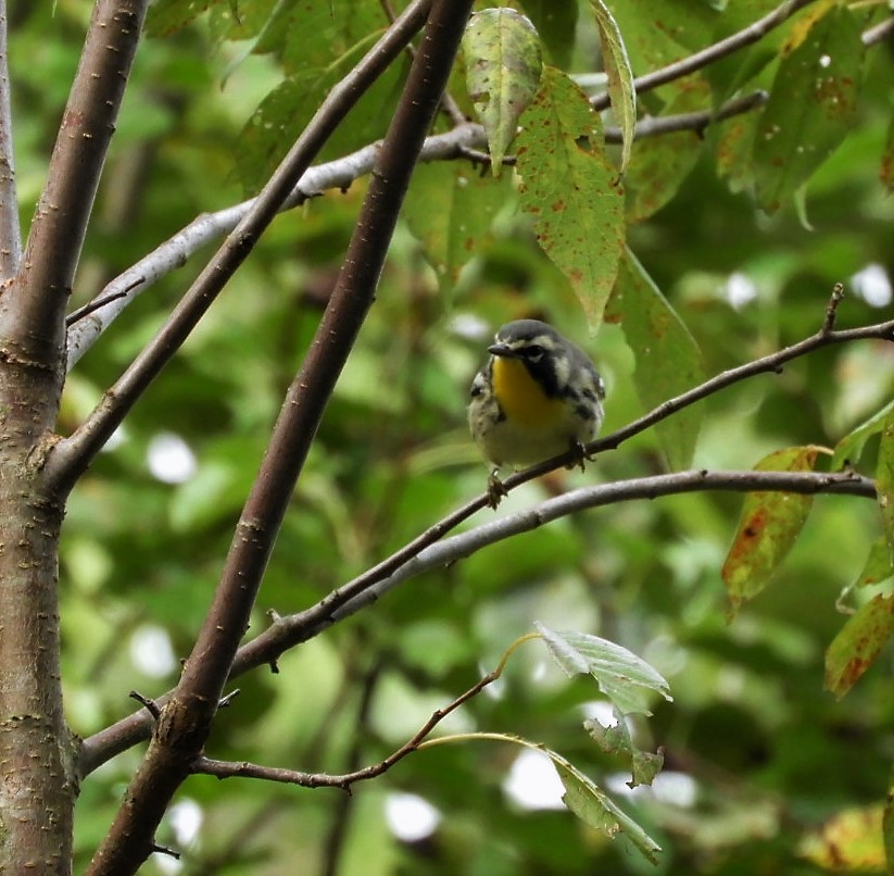 Yellow-throated Warbler - Paul McKenzie