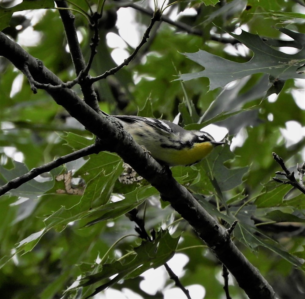 Yellow-throated Warbler - ML175722951