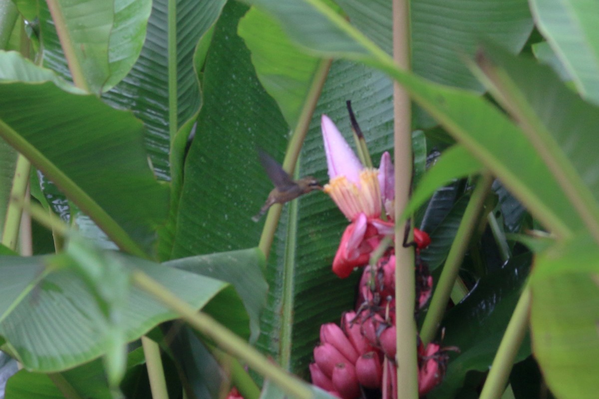 Полосатохвостый колибри-отшельник - ML175726371