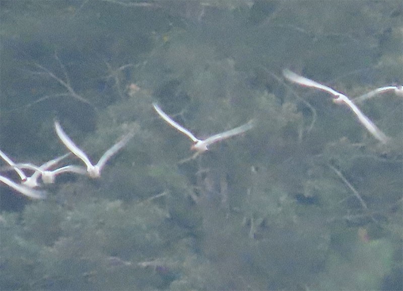 Caspian Tern - ML175729561