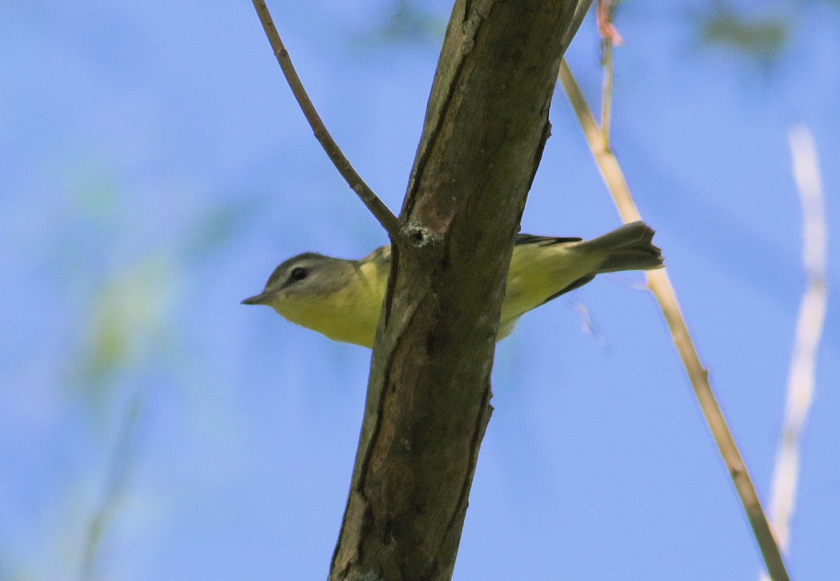 Philadelphia Vireo - John  Cameron