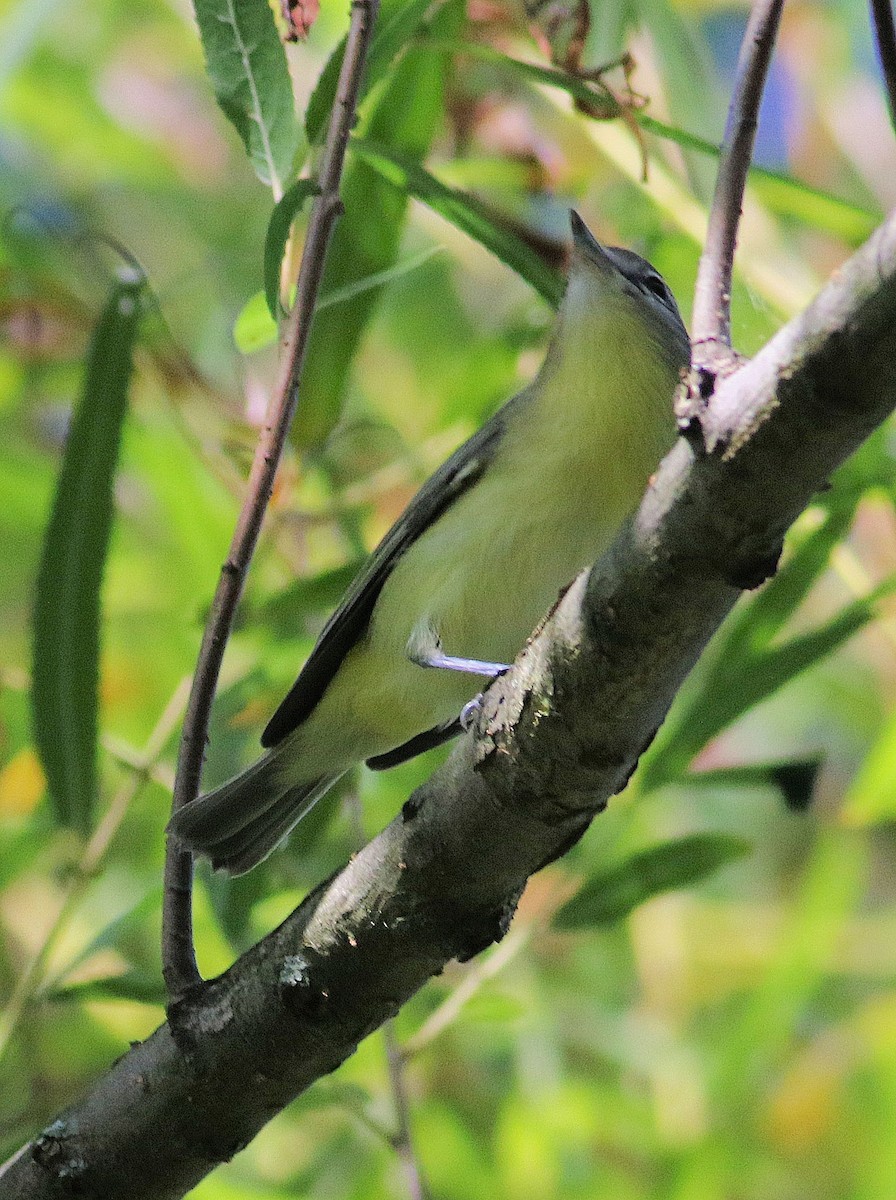 Philadelphia Vireo - John  Cameron