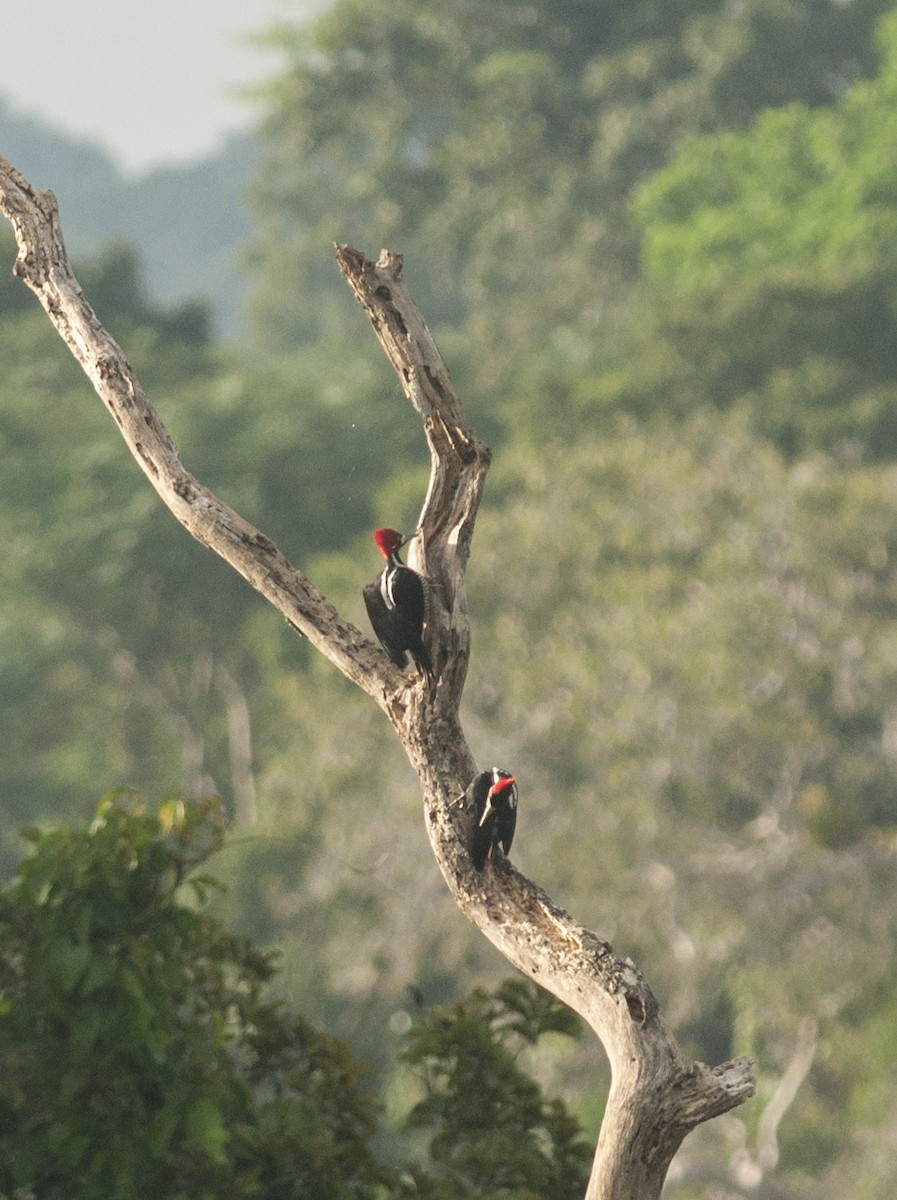 Crimson-crested Woodpecker - ML175732291