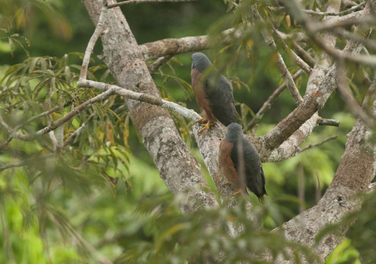 Double-toothed Kite - ML175732511