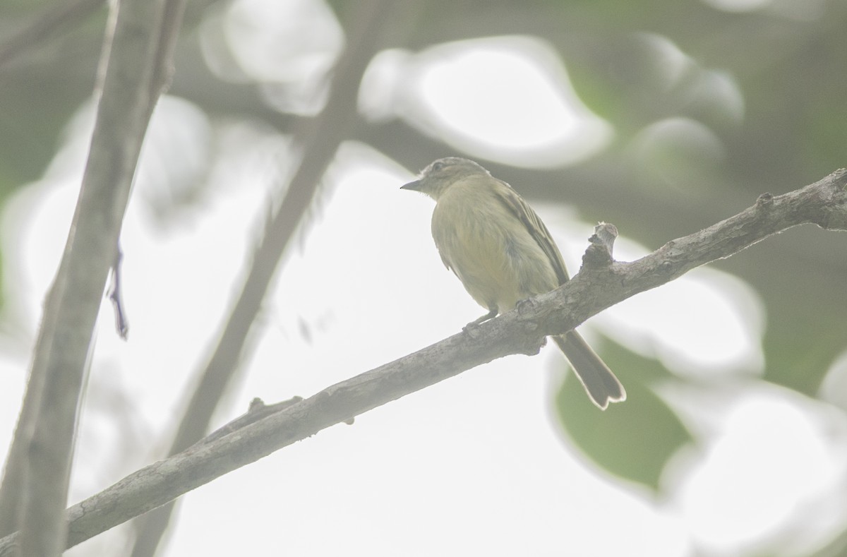 Slender-footed Tyrannulet - ML175733081