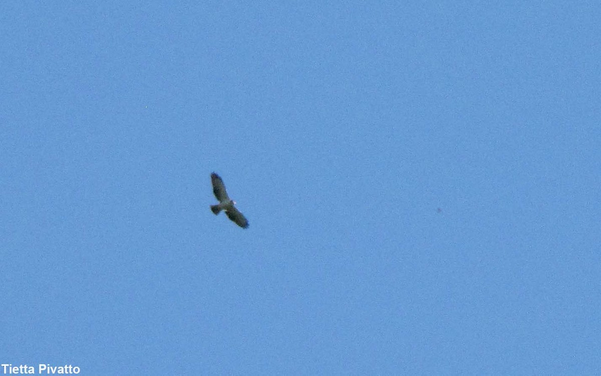 Short-tailed Hawk - ML175733981