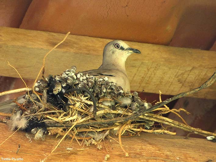 Eared Dove - Maria Antonietta Castro Pivatto