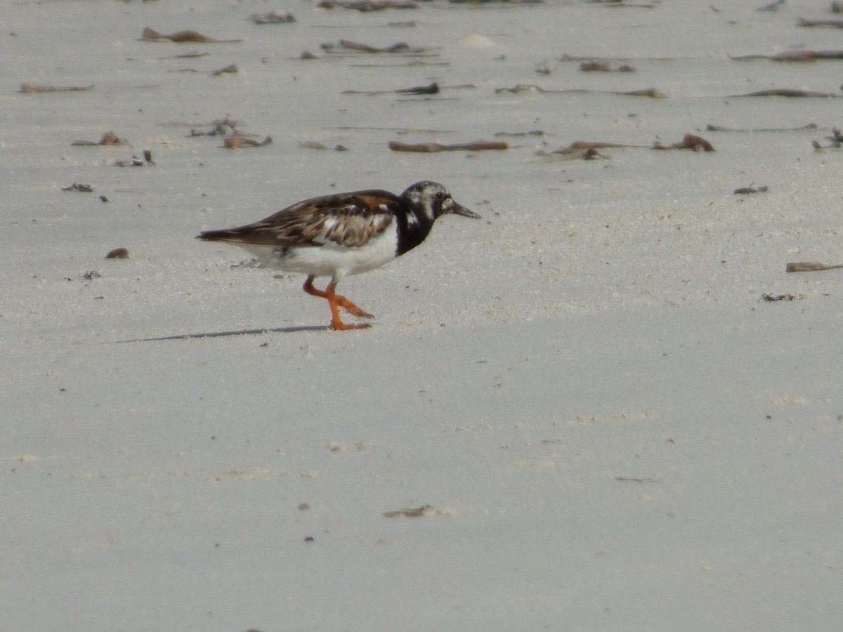 Ruddy Turnstone - ML175734151