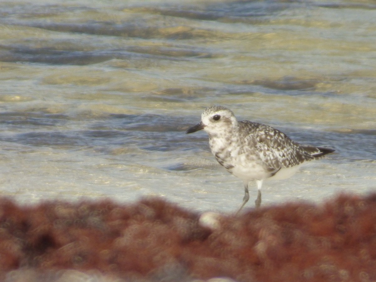 Black-bellied Plover - Tarra Lindo