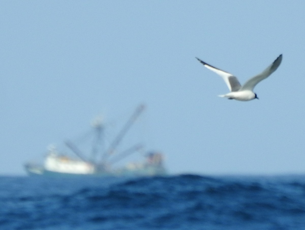 Sabine's Gull - ML175734281