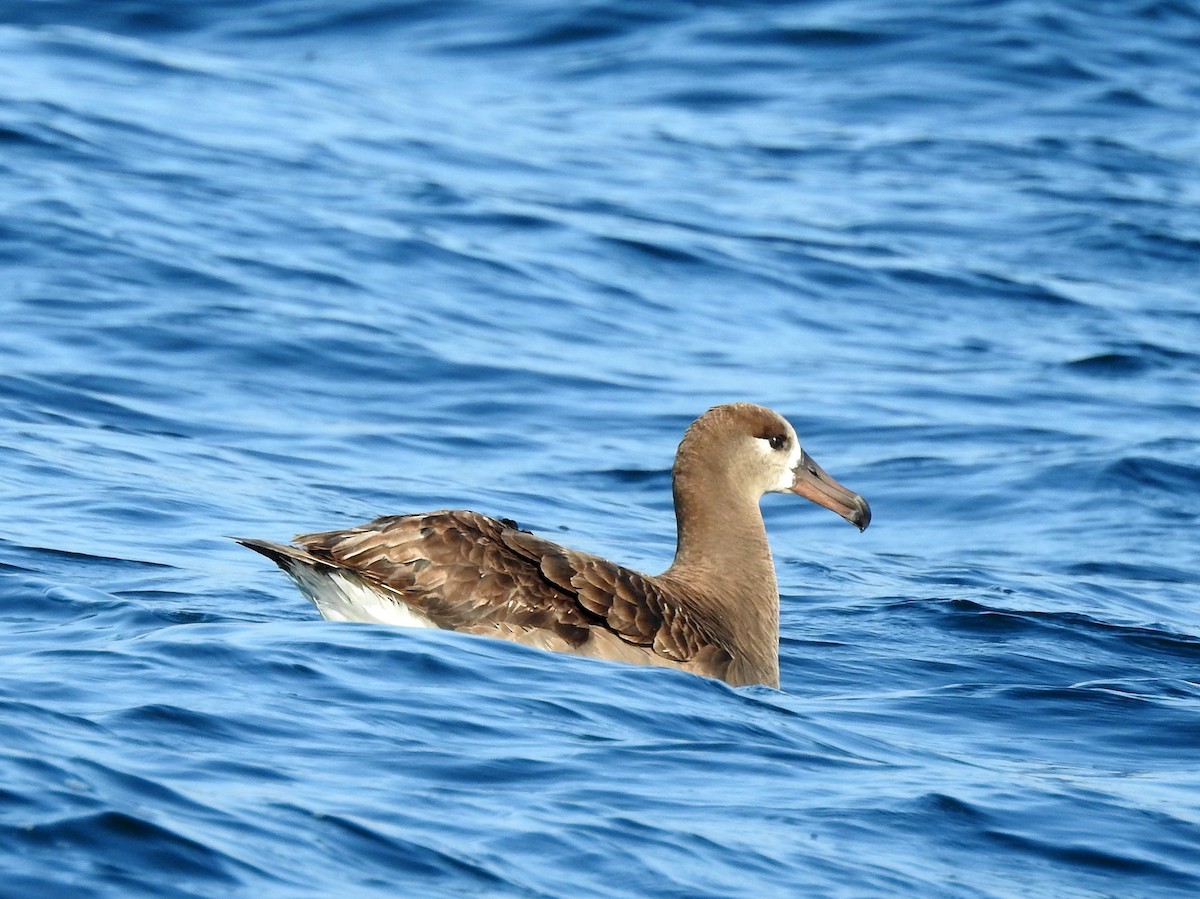 Black-footed Albatross - ML175734501