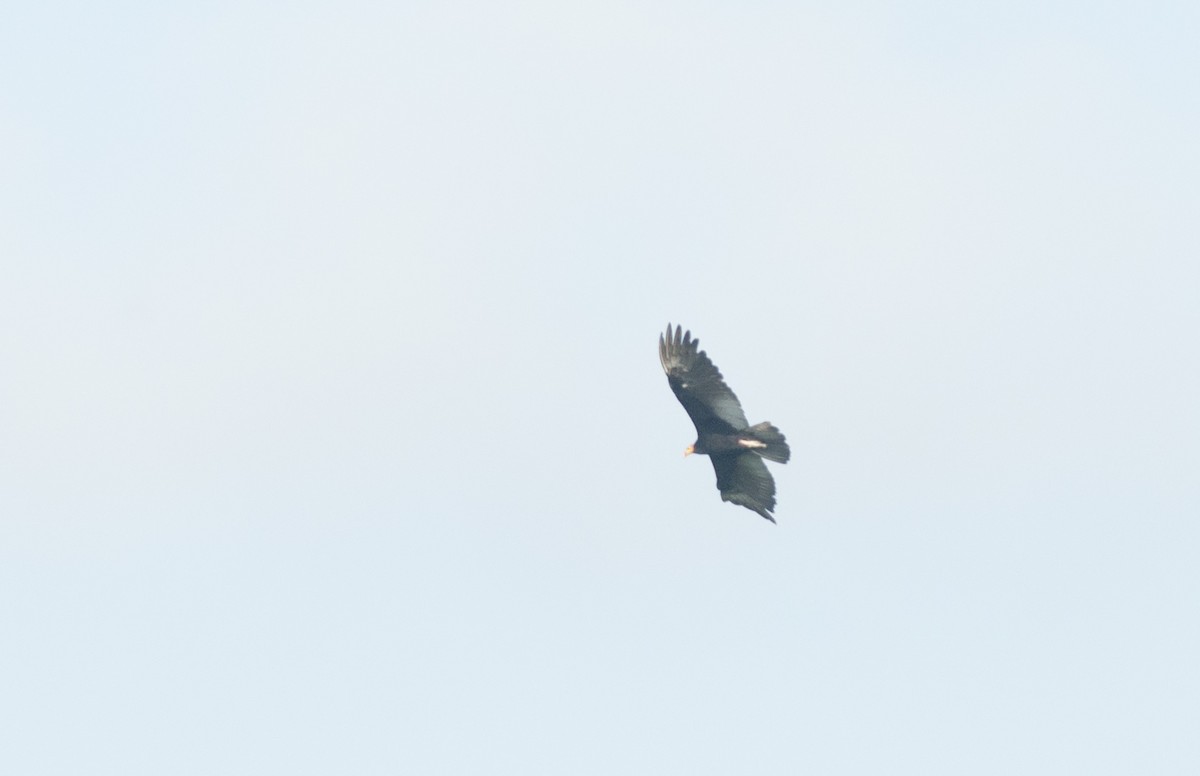 Greater Yellow-headed Vulture - ML175734921