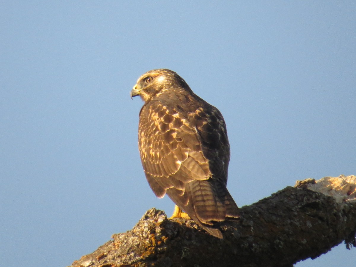 Red-tailed Hawk - Bob Greenleaf