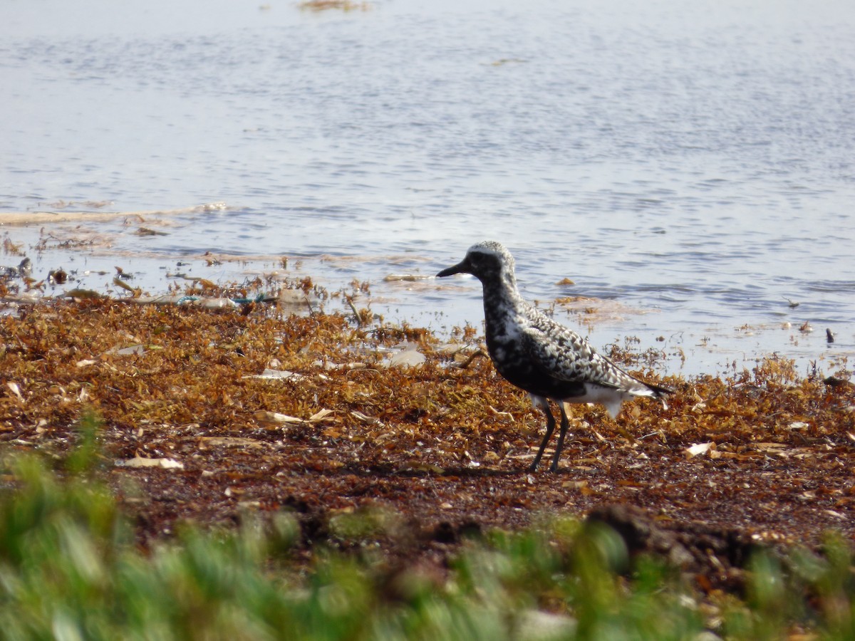 Black-bellied Plover - ML175735671