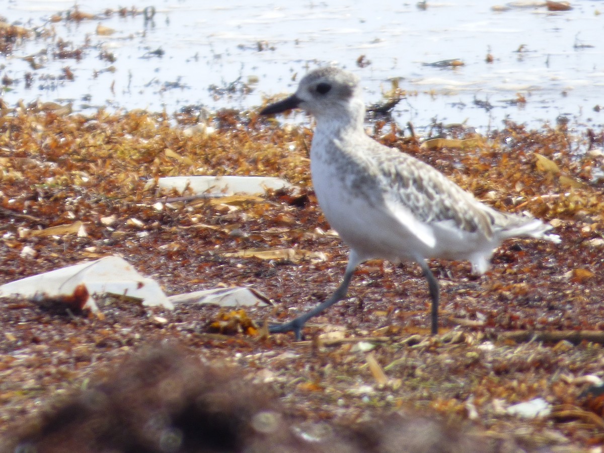 Black-bellied Plover - ML175735771