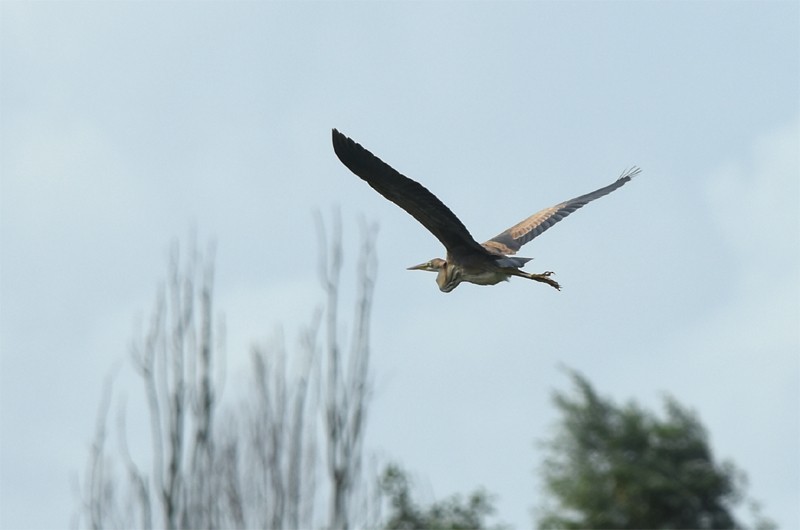 Purple Heron - ML175736541