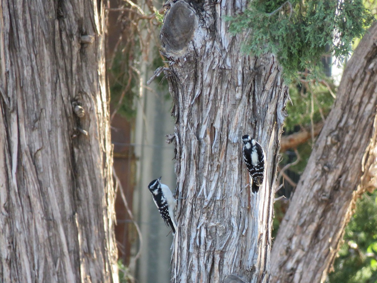 Downy Woodpecker - ML175737481