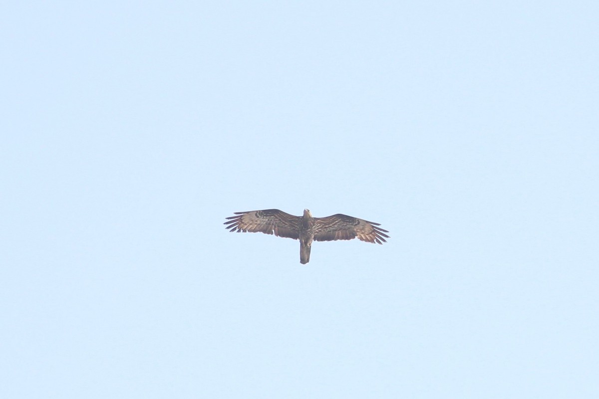 European Honey-buzzard - Noel  Hohenthal