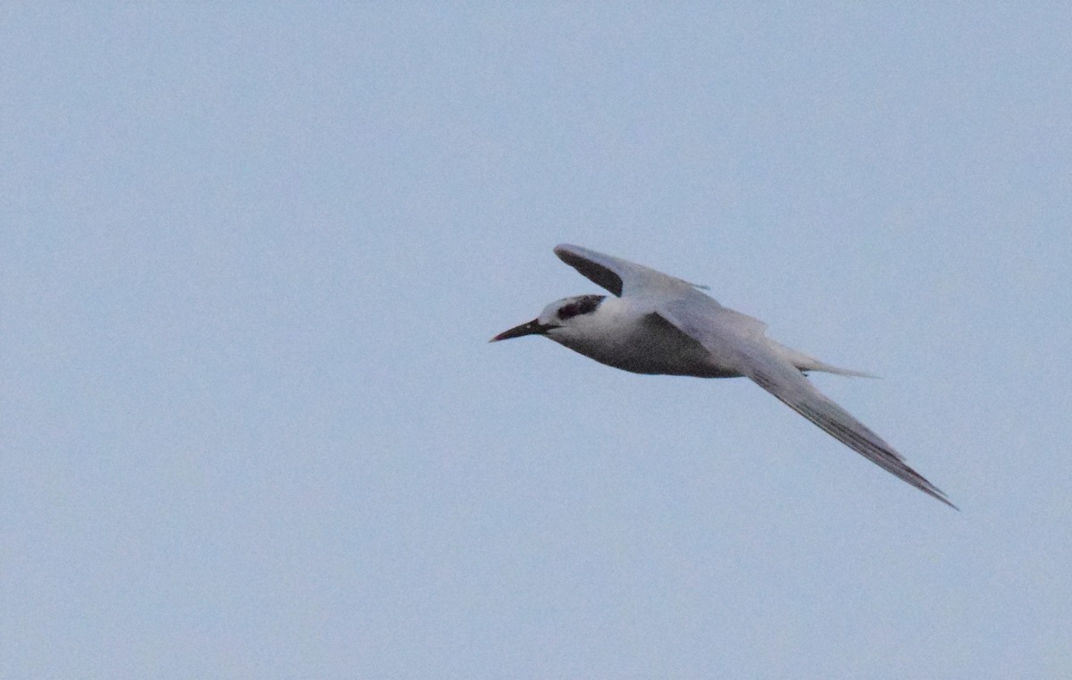 Sandwich Tern - ML175738201