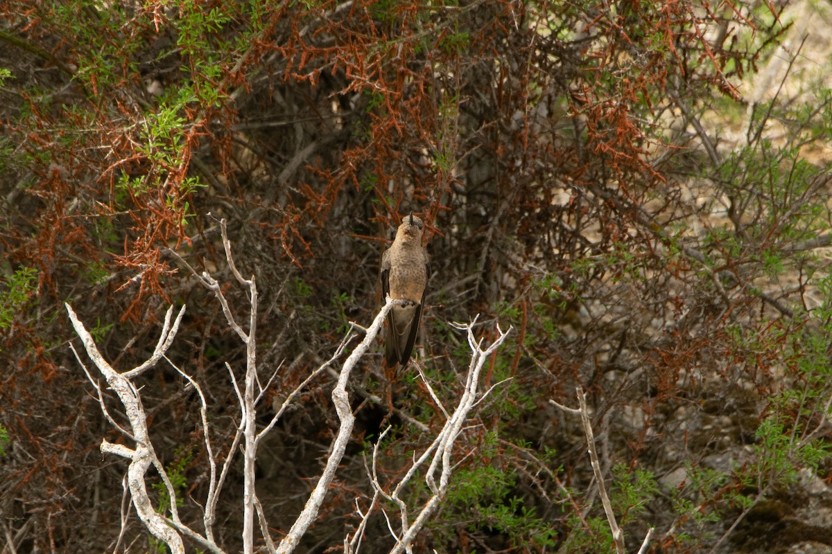 Исполинский колибри - ML175738601