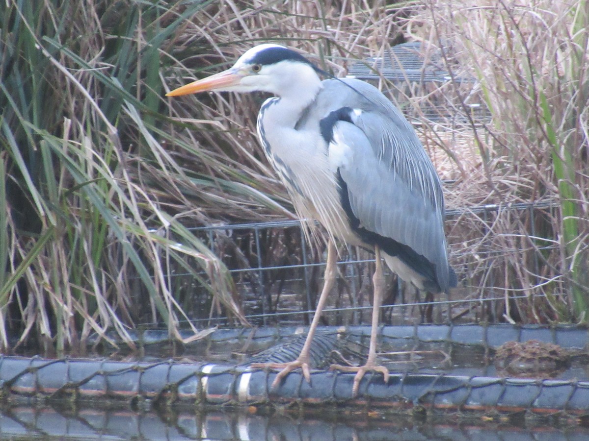 Gray Heron - ML175739421