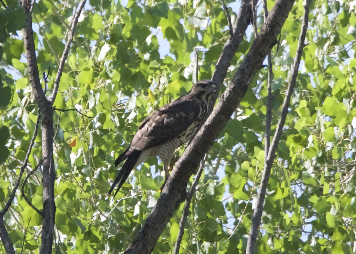 Gray Hawk - Kanayo Rolle